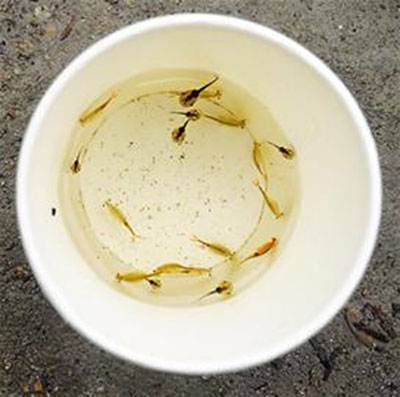 Ancient species contemporary with dinosaur found in Chengdu