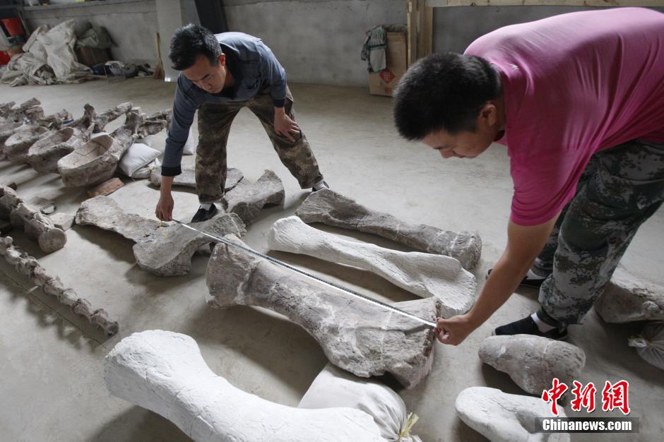 Largest Jurassic dinosaur fossil in China expected to be shown next year