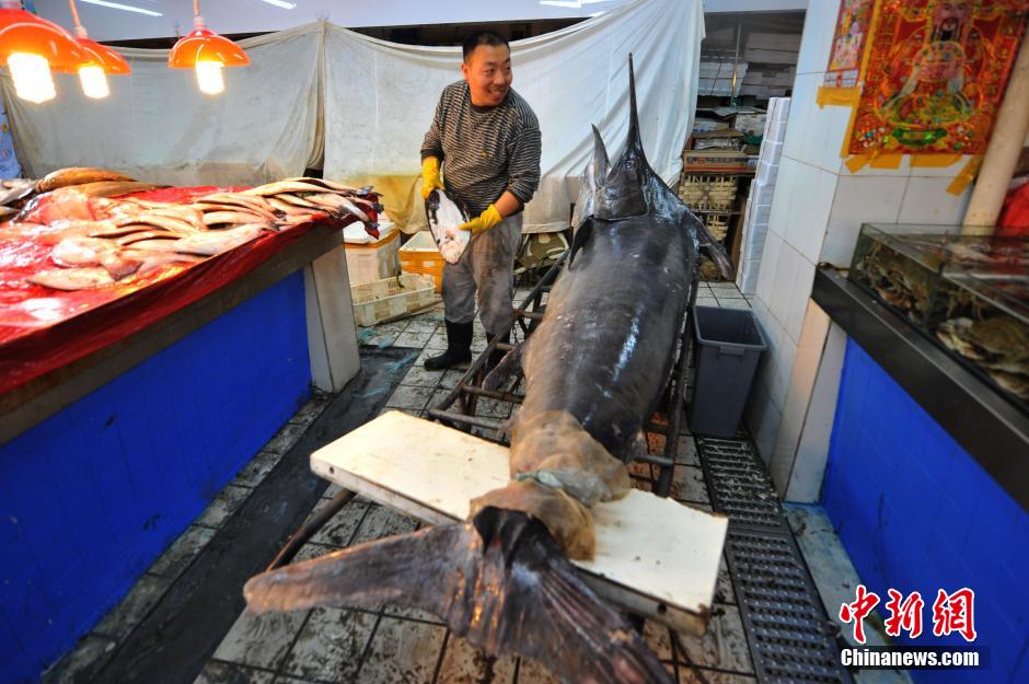 Qingdao fisherman catches 345kg 