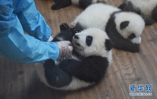 Twin Panda? Cubs Show up in Pairs