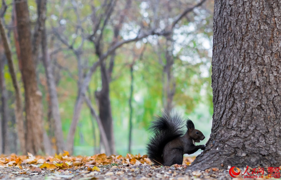 Cute squirrel melts your heart