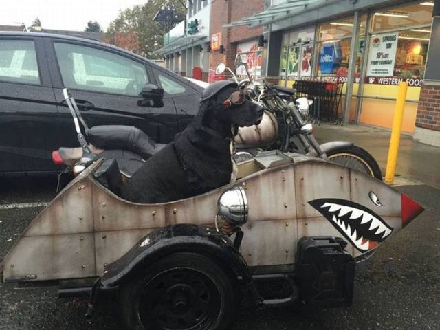 Cute animals keep you laughing