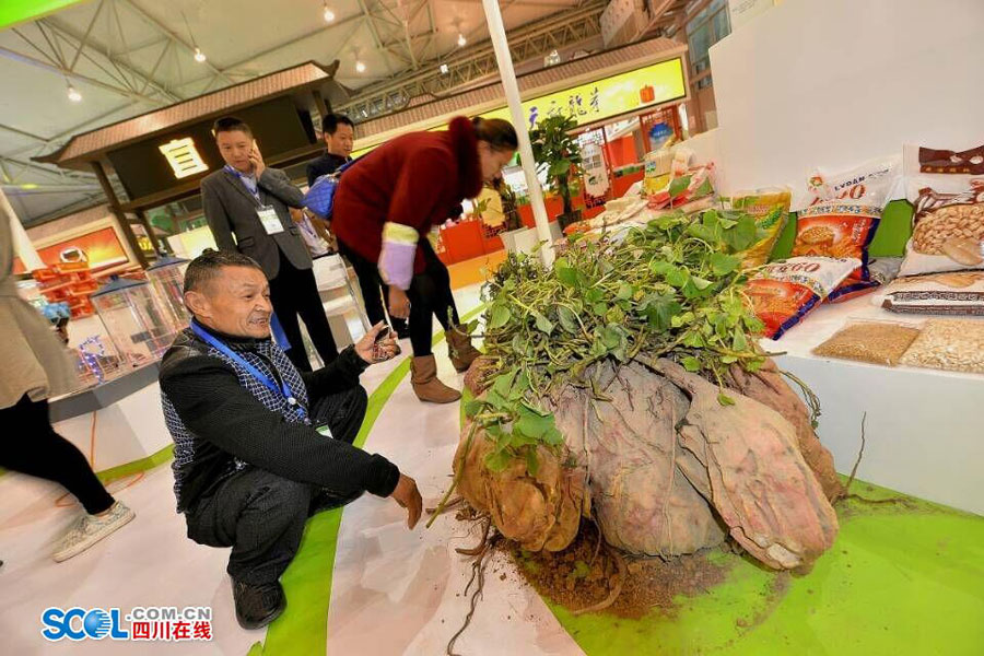 Agricultural Exposition brings you into a fresh world
