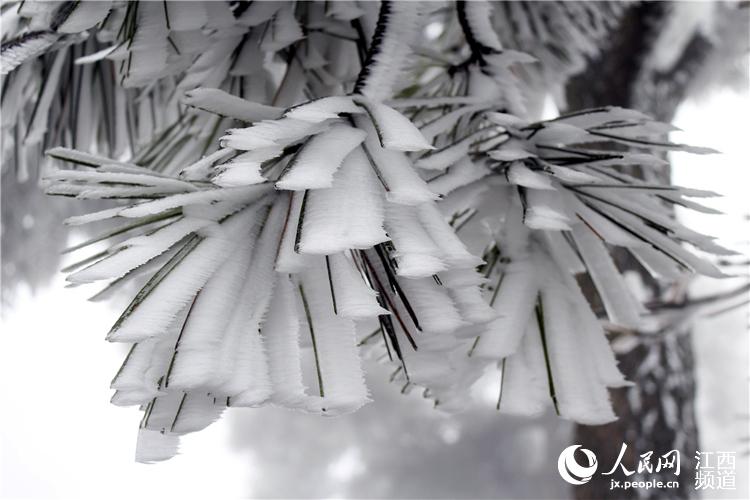 Rime scenery turns Lu Mountain into a fairyland in Jiangxi
