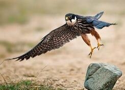 College students sentenced to 10.5 years for catching 16 birds