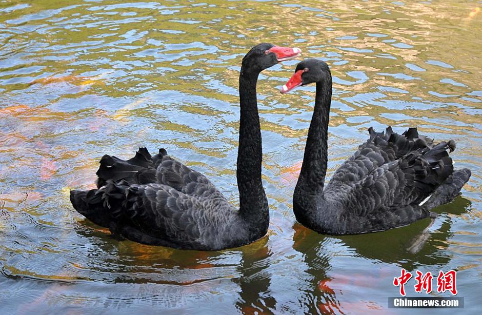 Water animals live in harmony in SE China