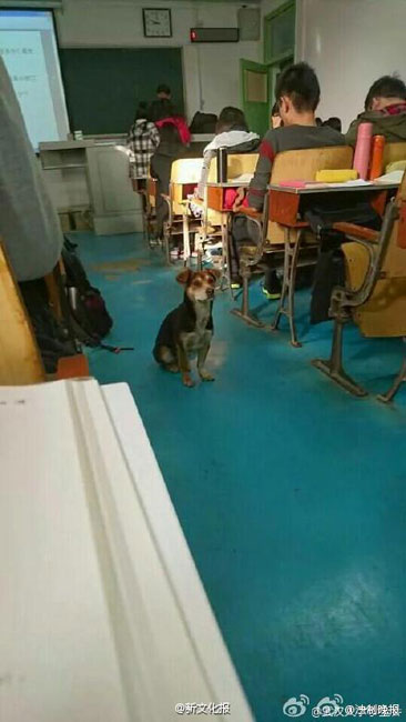 'Super scholar dog' in Wuhan University goes viral online
