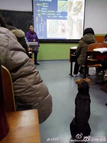 'Super scholar dog' in Wuhan University goes viral online
