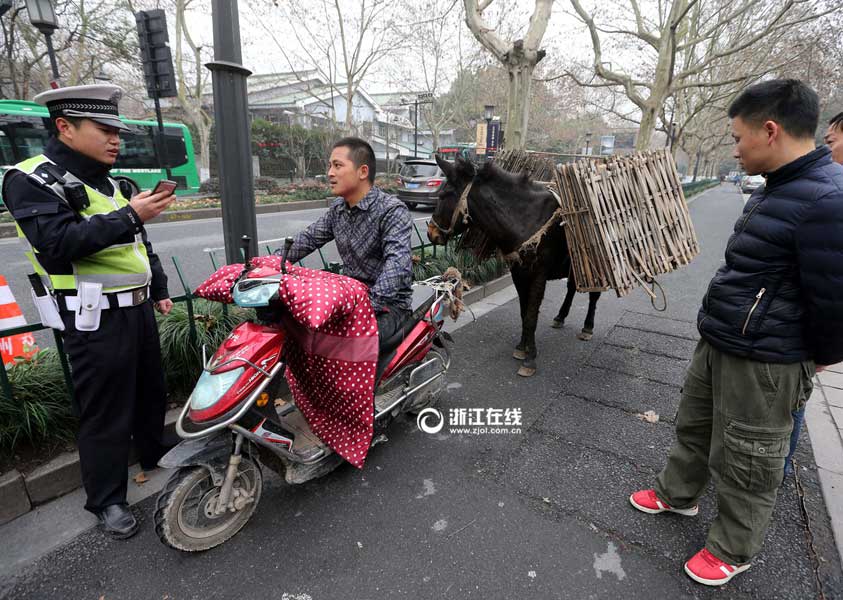 Watch out! Naughty mule walks in the motorway
