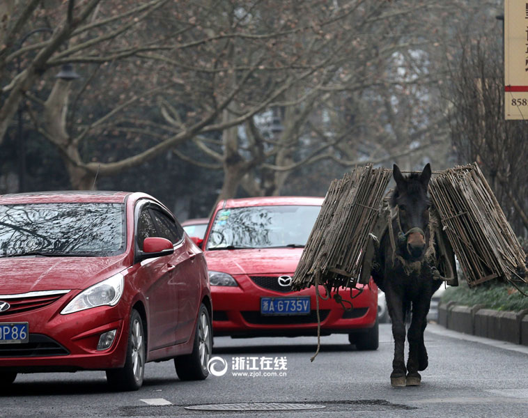 Watch out! Naughty mule walks in the motorway
