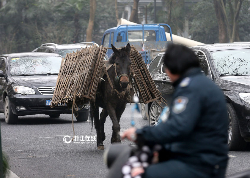 Watch out! Naughty mule walks in the motorway
