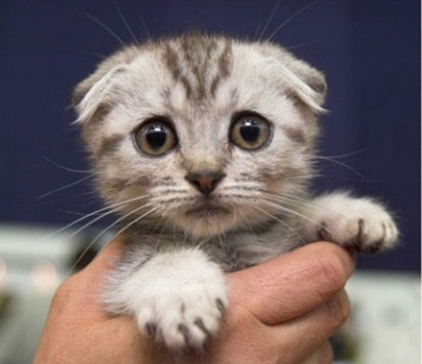 Cutest kitties in the palm
