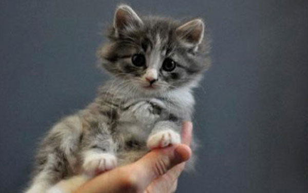 Cutest kitties in the palm
