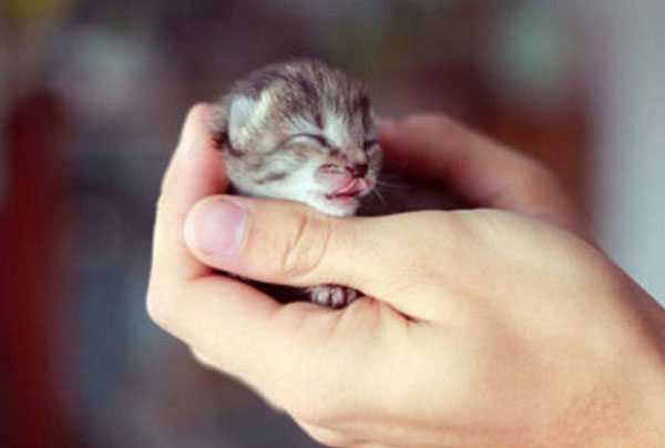 Cutest kitties in the palm
