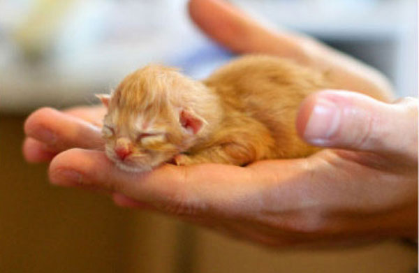 Cutest kitties in the palm
