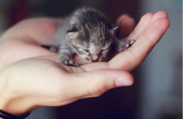 Cutest kitties in the palm
