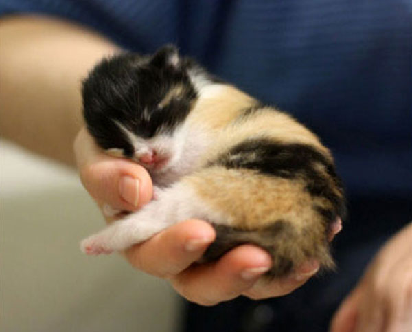 Cutest kitties in the palm
