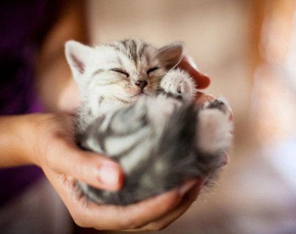 Cutest kitties in the palm
