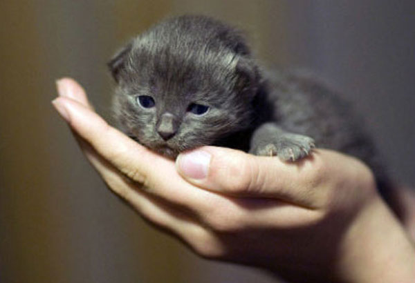 Cutest kitties in the palm
