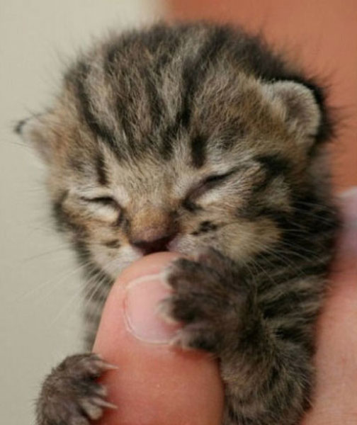 Cutest kitties in the palm
