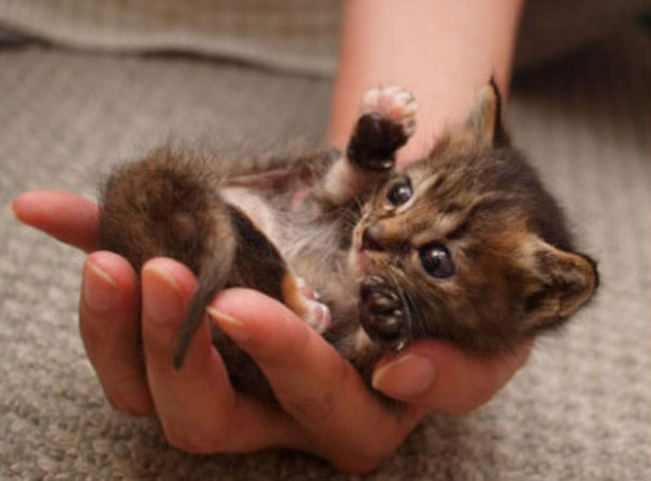 Cutest kitties in the palm
