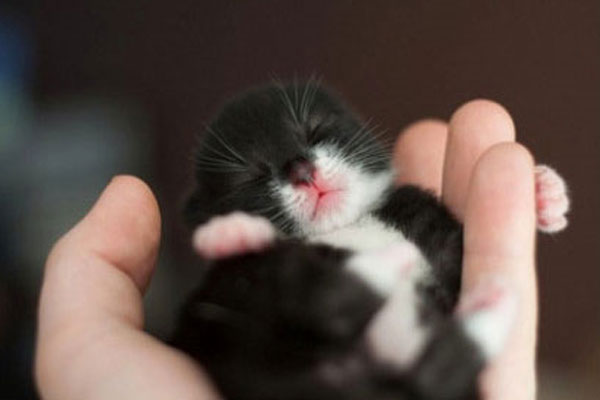 Cutest kitties in the palm
