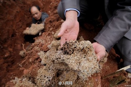 78 nests of termites dug out of reservoir in Sichuan
