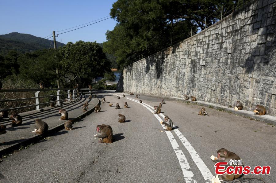 Monkeys roam free in Hong Kong