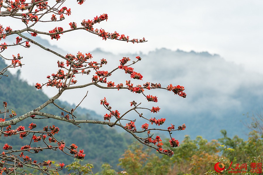 Beautiful Kapok flowers bloom in Hainan
