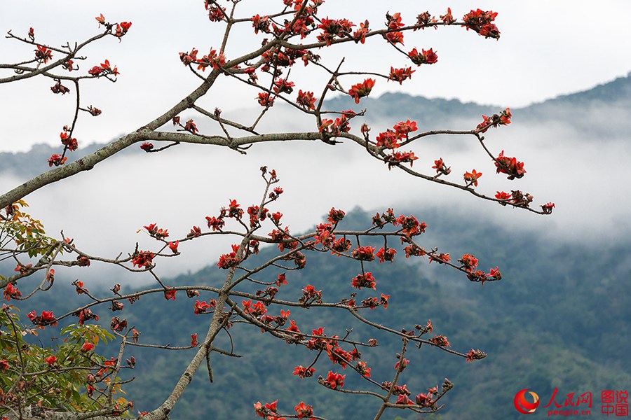 Beautiful Kapok flowers bloom in Hainan
