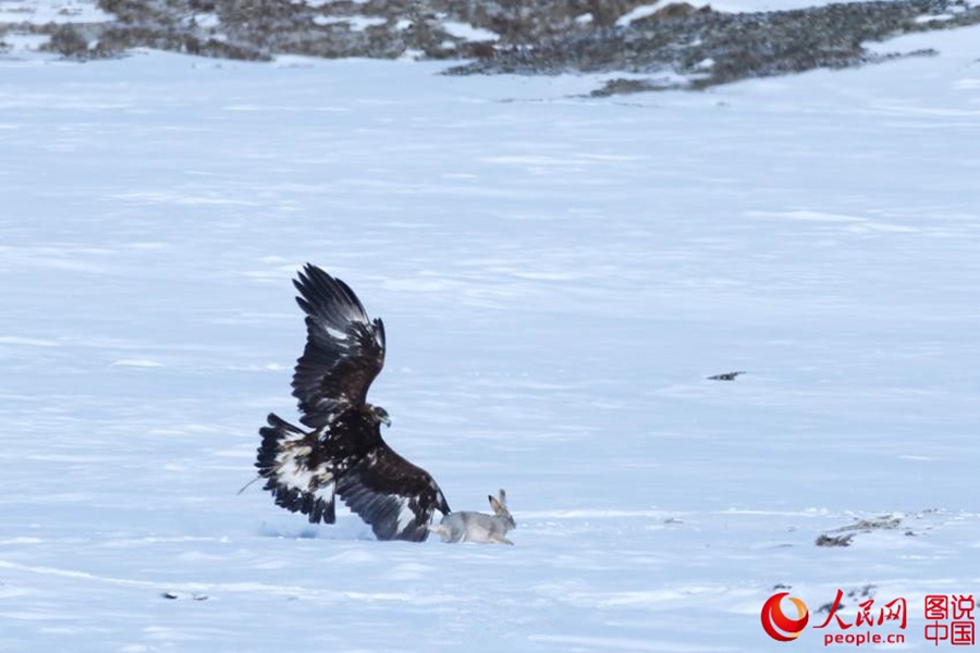 Charming folk customs in Kalajun Grassland
