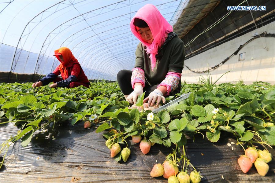 White strawberry becomes a new hit in ?China