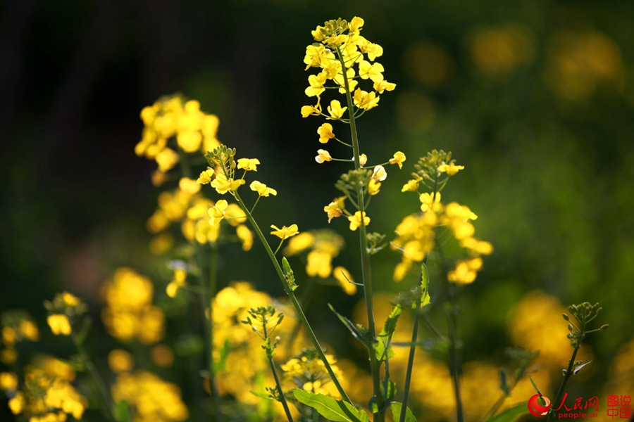 Intoxicating Wuyuan in spring
