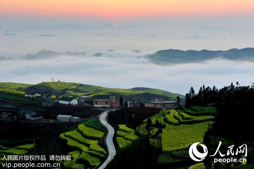 Marvelous views: sea of clouds embracing the golden rapeseed flower terrace in Yunnan