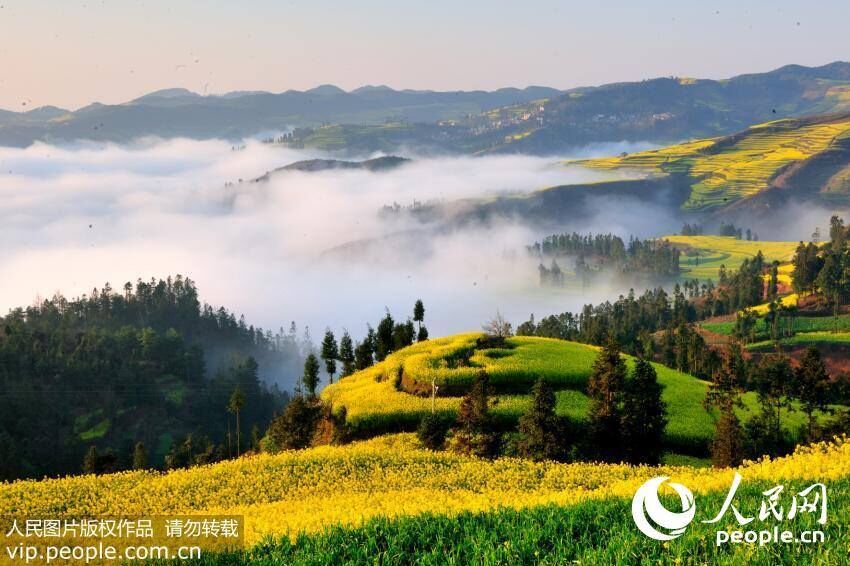 Marvelous views: sea of clouds embracing the golden rapeseed flower terrace in Yunnan