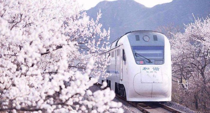 Train rides through blossoms