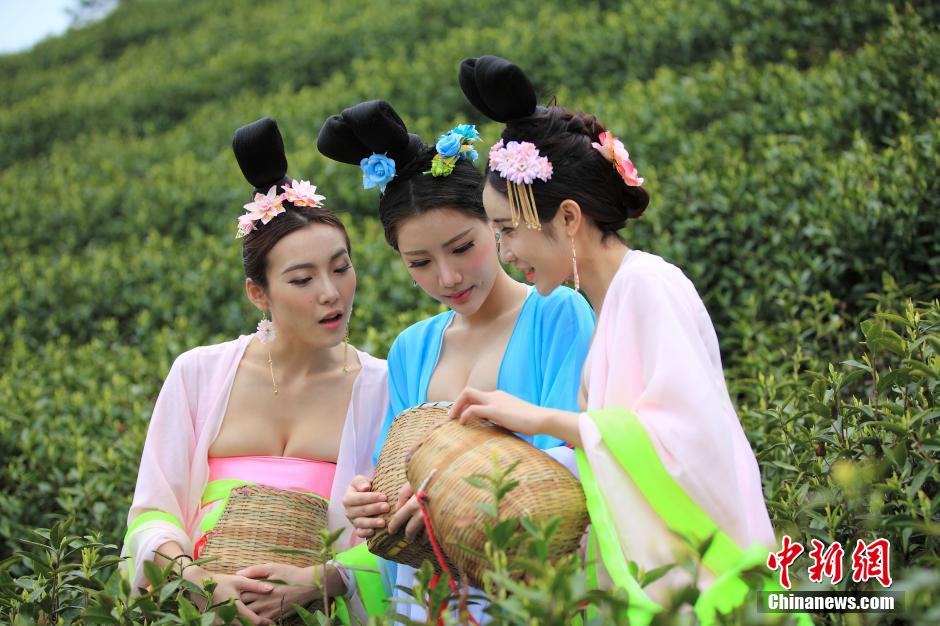 Beauties wearing Tang dynasty costume pick tea leaves 