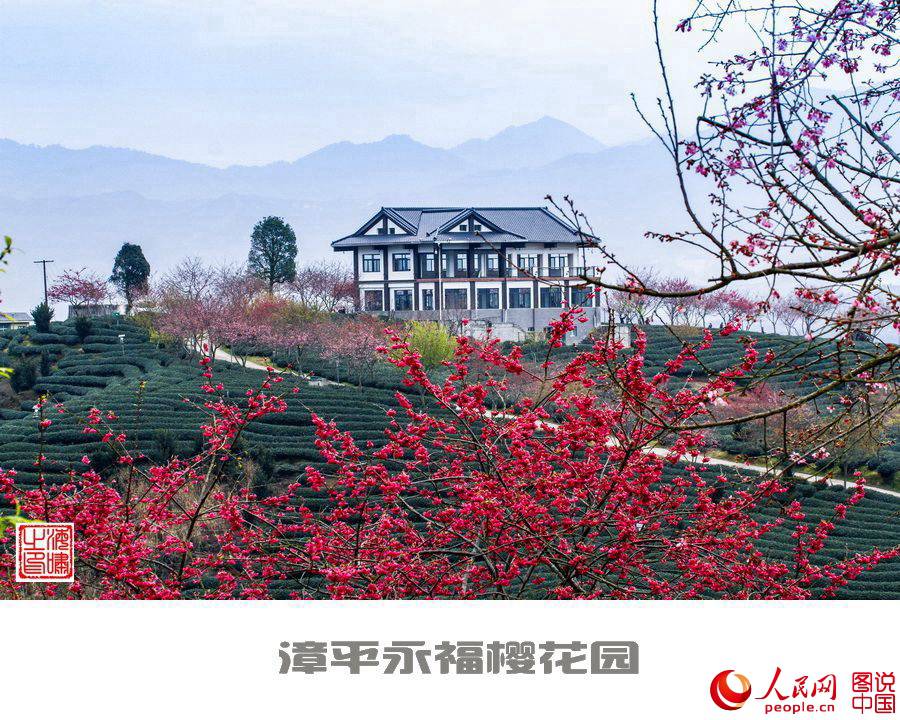 Beautiful view of cherry blossoms in SE China