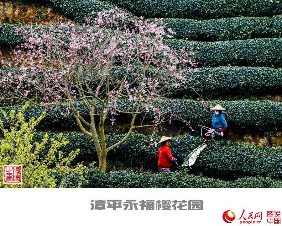Beautiful view of cherry blossoms in SE China