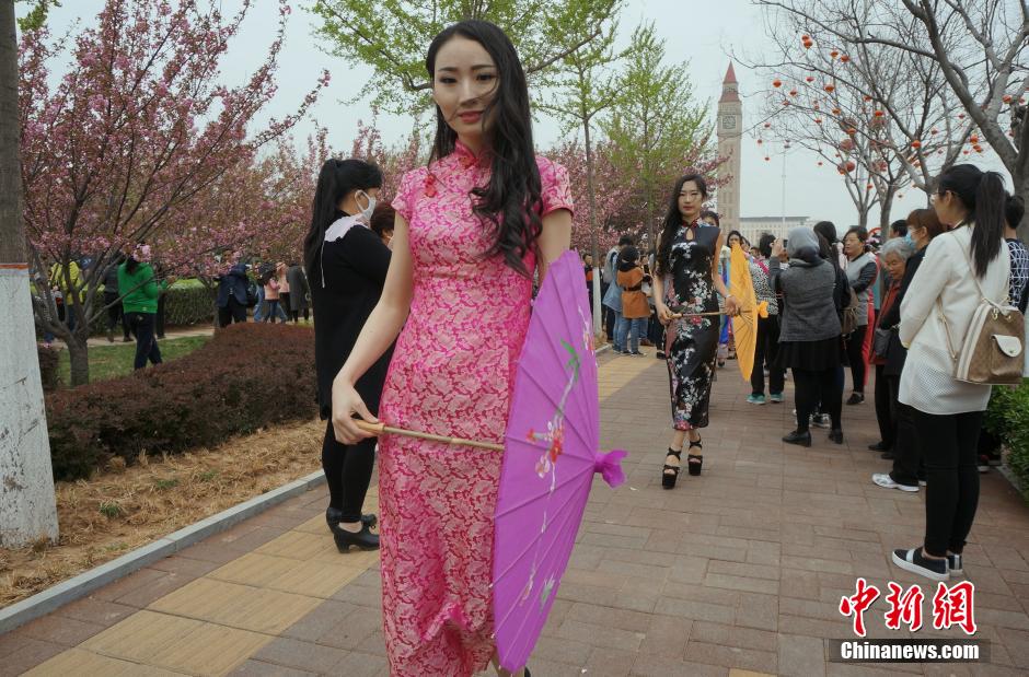 Beauties wearing cheongsam under cherry blossom