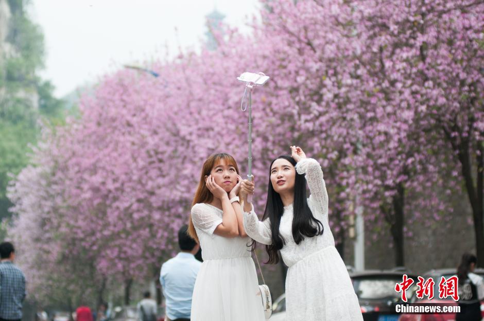 Blooming bauhinia flowers in Guangxi