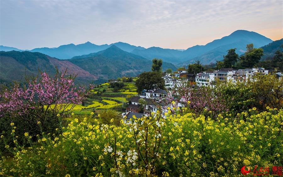 Flowers in full bloom in ancient village in Jiangxi 