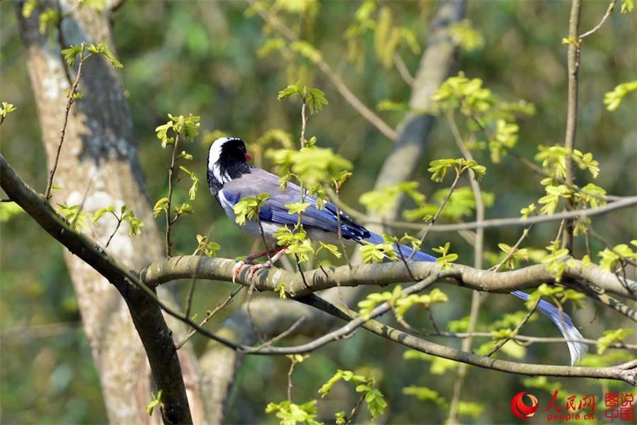 Spring scenery of Xiapu, SE China's Fujian 