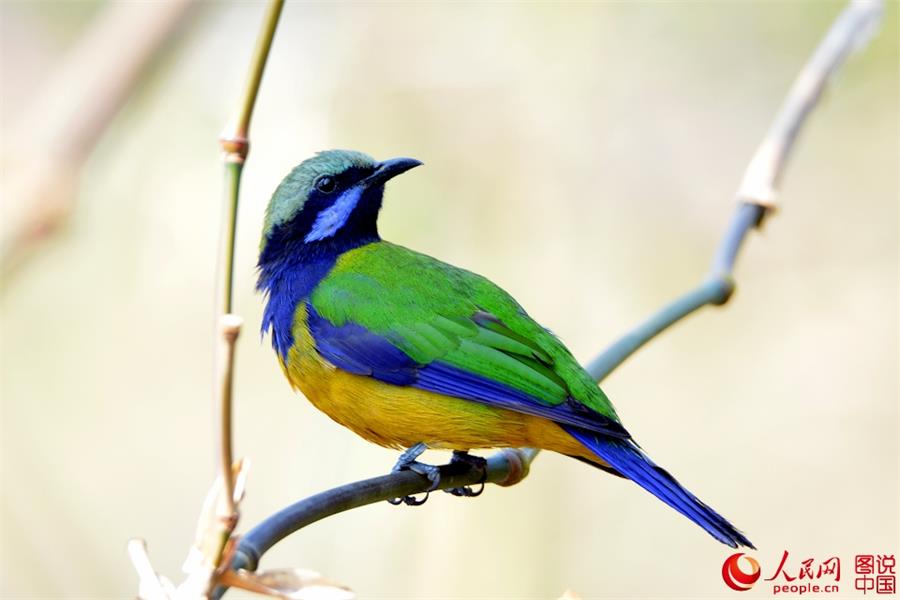 Spring scenery of Xiapu, SE China's Fujian 