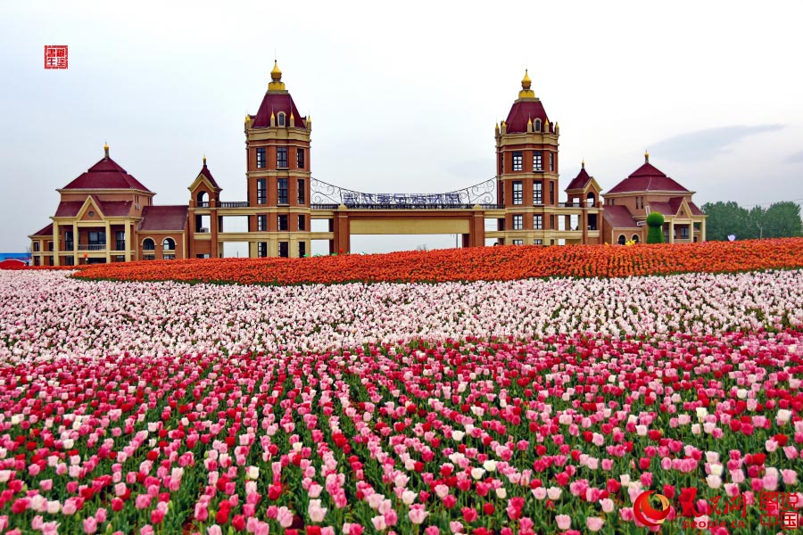Intoxicating sea of tulip flowers in Luoyang
