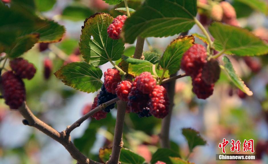 Desert plants blossom at world’s lowest botanical garden in NW China