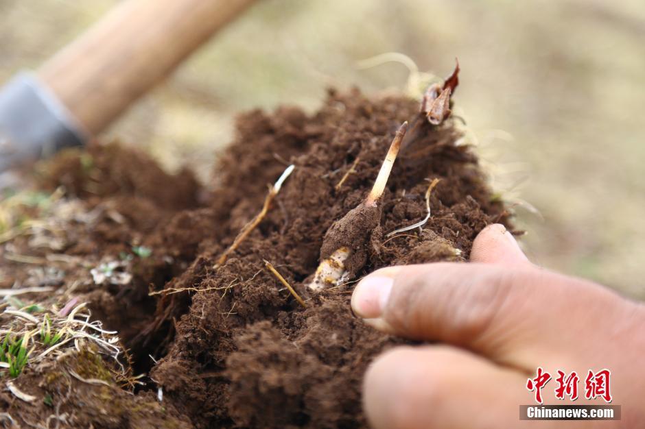 Cordyceps diggers camp out on Chinese plateau