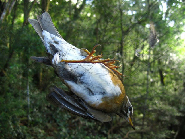 NGO asks Jack Ma’s Alibaba to stop selling clapnets for birds