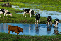 Breathtaking scenery of Hulun Buir grassland