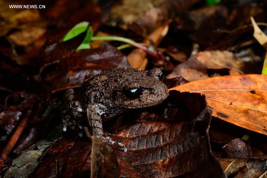 New amphibian species found in SW China